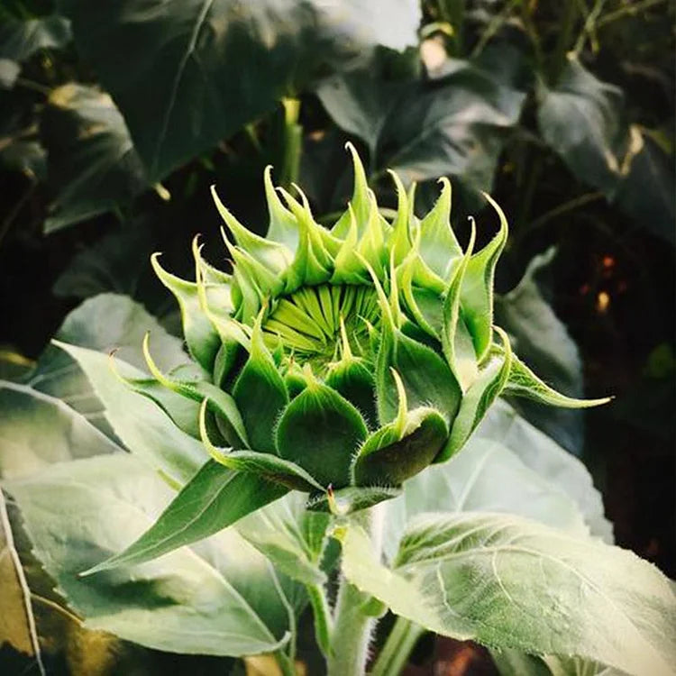 Green Hybrid Sunflower Seeds